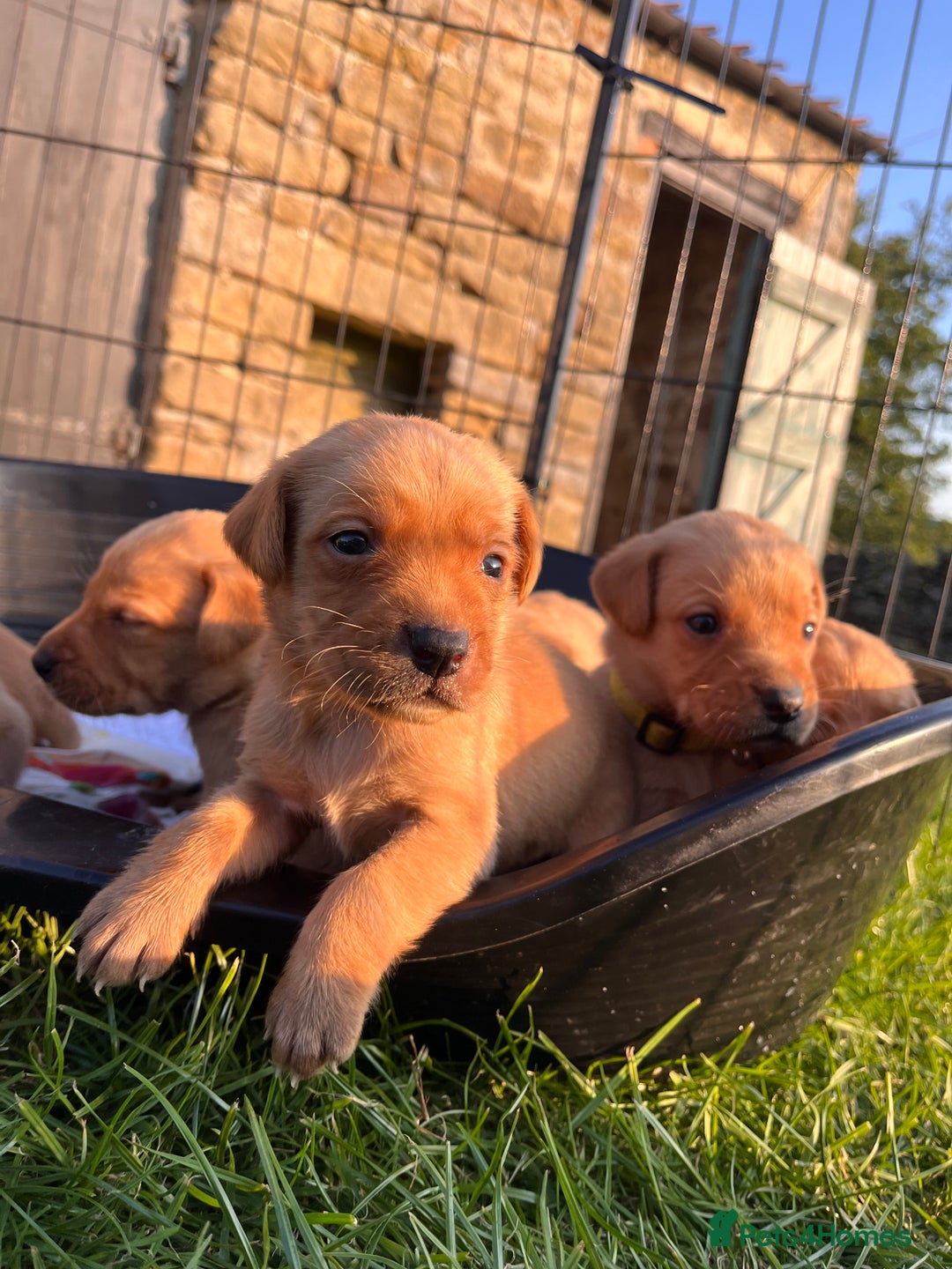 Labrador Retriever dogs for sale: Ready now!! Amazing red fox Labrador puppies  - Image 3