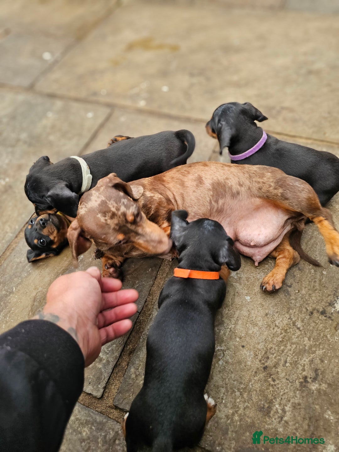 Miniature Dachshund dogs for sale: PRA CLEAR GORGEOUS MIN DACHSHUNDS  - Image 4