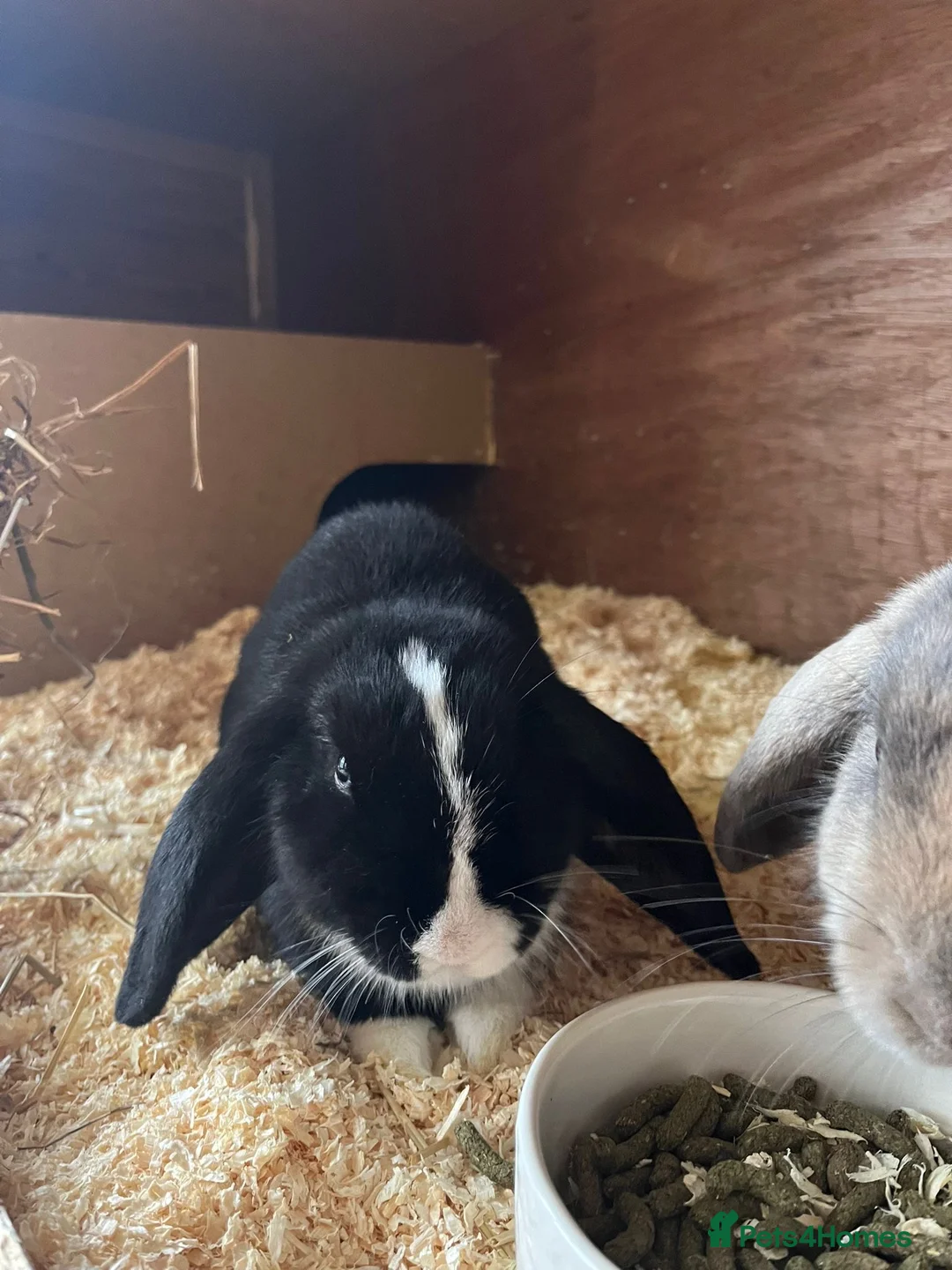 Mini Lop rabbits for sale: 1 mini lop and 1 lop eared rabbit with hutch  - Advert 2