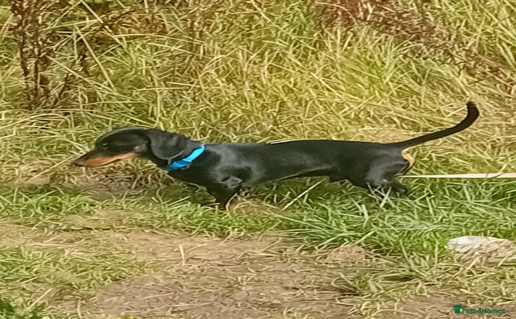 Dachshund dogs - Advert 10
