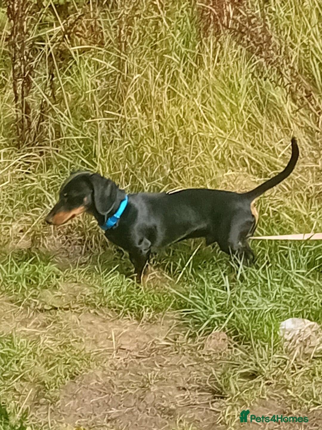 Dachshund dogs for sale: Male Dachshund for sale - Image 1