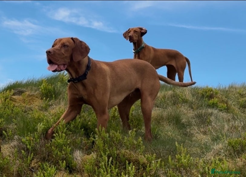 Hungarian Vizsla dogs Vizsla puppies for sale  - Advert 17