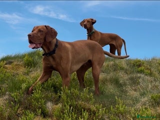 Hungarian Vizsla dogs Vizsla puppies for sale - Advert 1