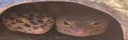 Leopard Gecko reptiles for sale: Leopard geckos in Tipton - Advert 8