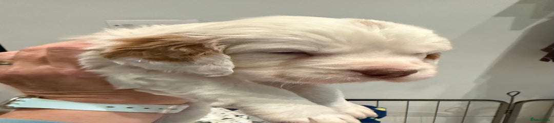 Clumber Spaniel Puppy 5