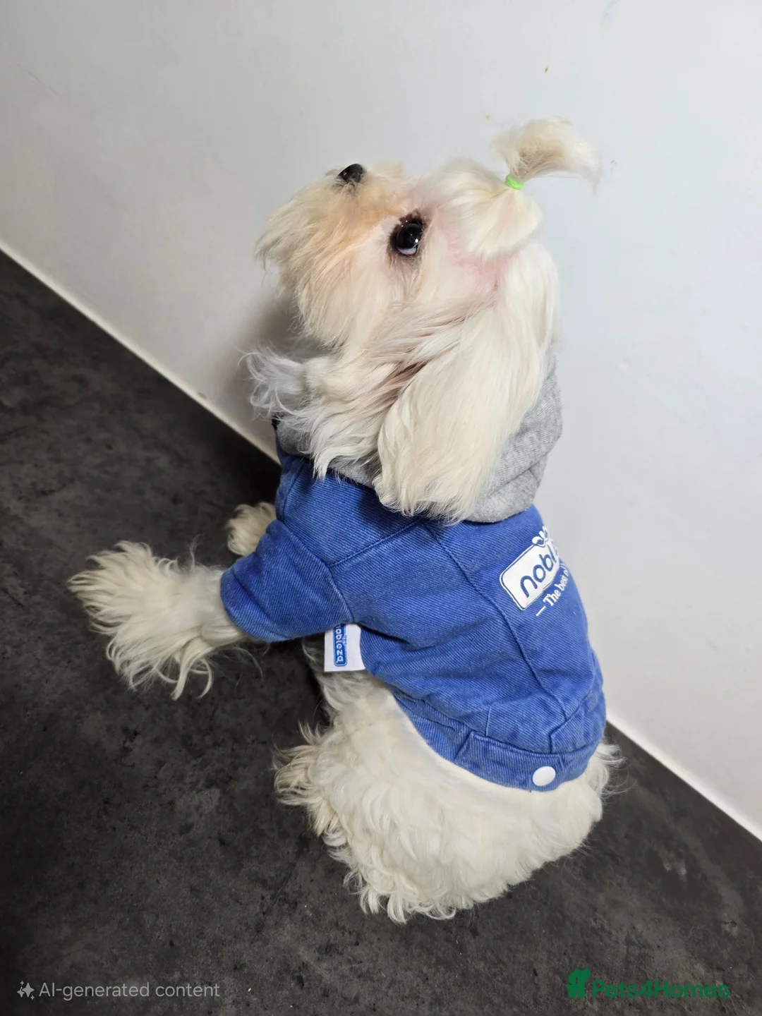 Maltese dogs for sale: Full Korean KC maltese boy London - Advert 5