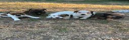 Jack Russell dogs for sale: jack russell puppies  - Advert 6