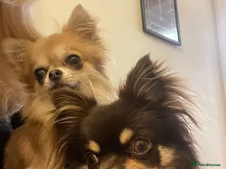 Chihuahua dogs 5 years old Chihuahua - Advert 9