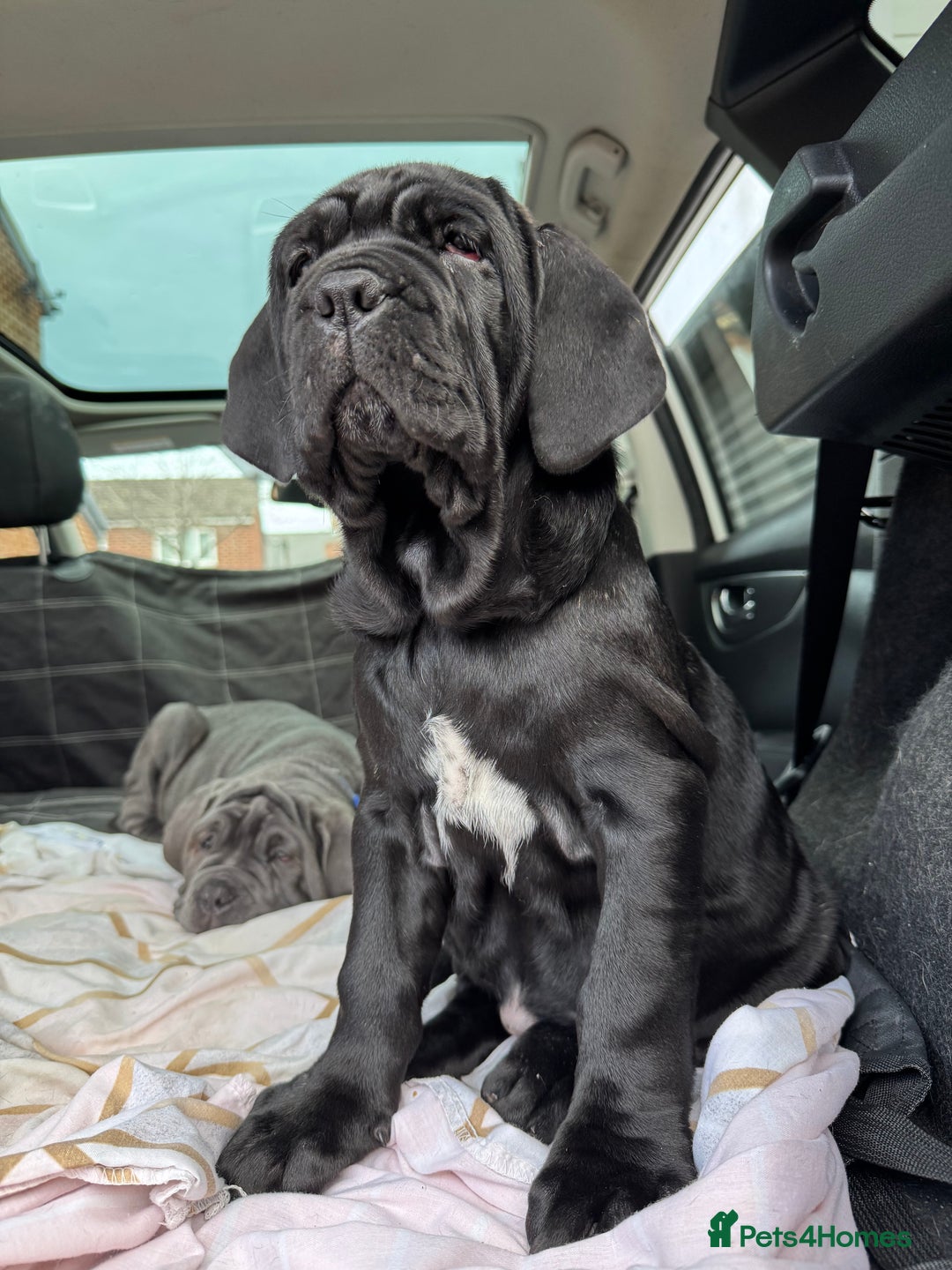 Mastiff dogs for sale: 2 Neapolitan mastiff puppies black girls  - Advert 6
