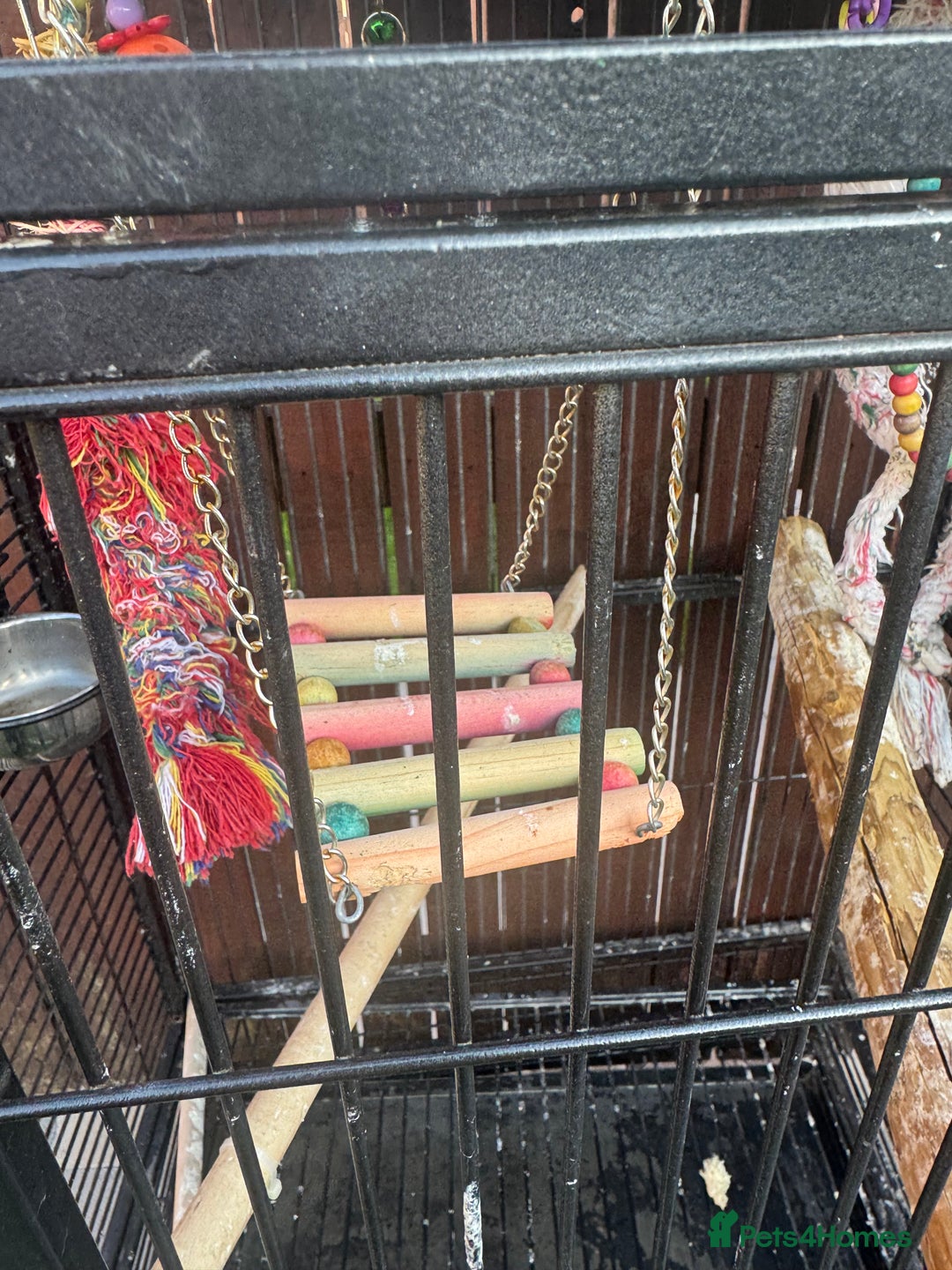 Mixed Breed birds for sale: Bird cage  - Image 3