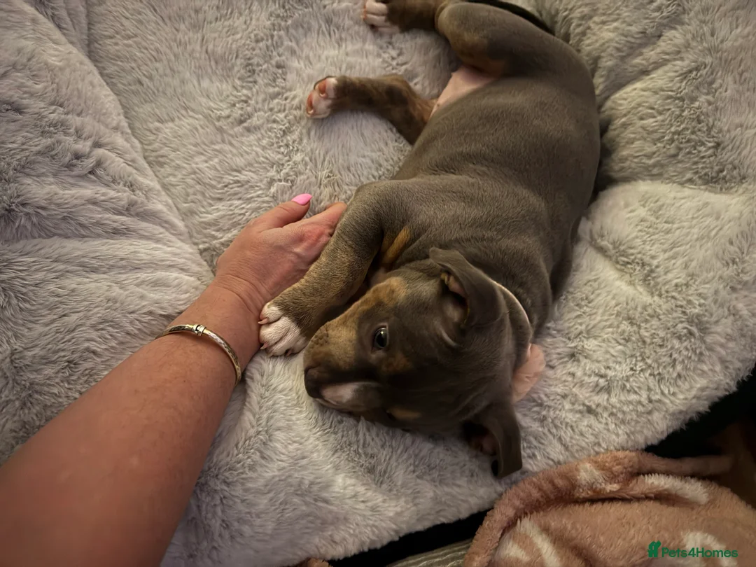 Mixed Breed dogs for sale: Beautiful female puppy - Advert 2