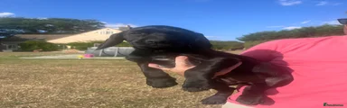 Springador 1