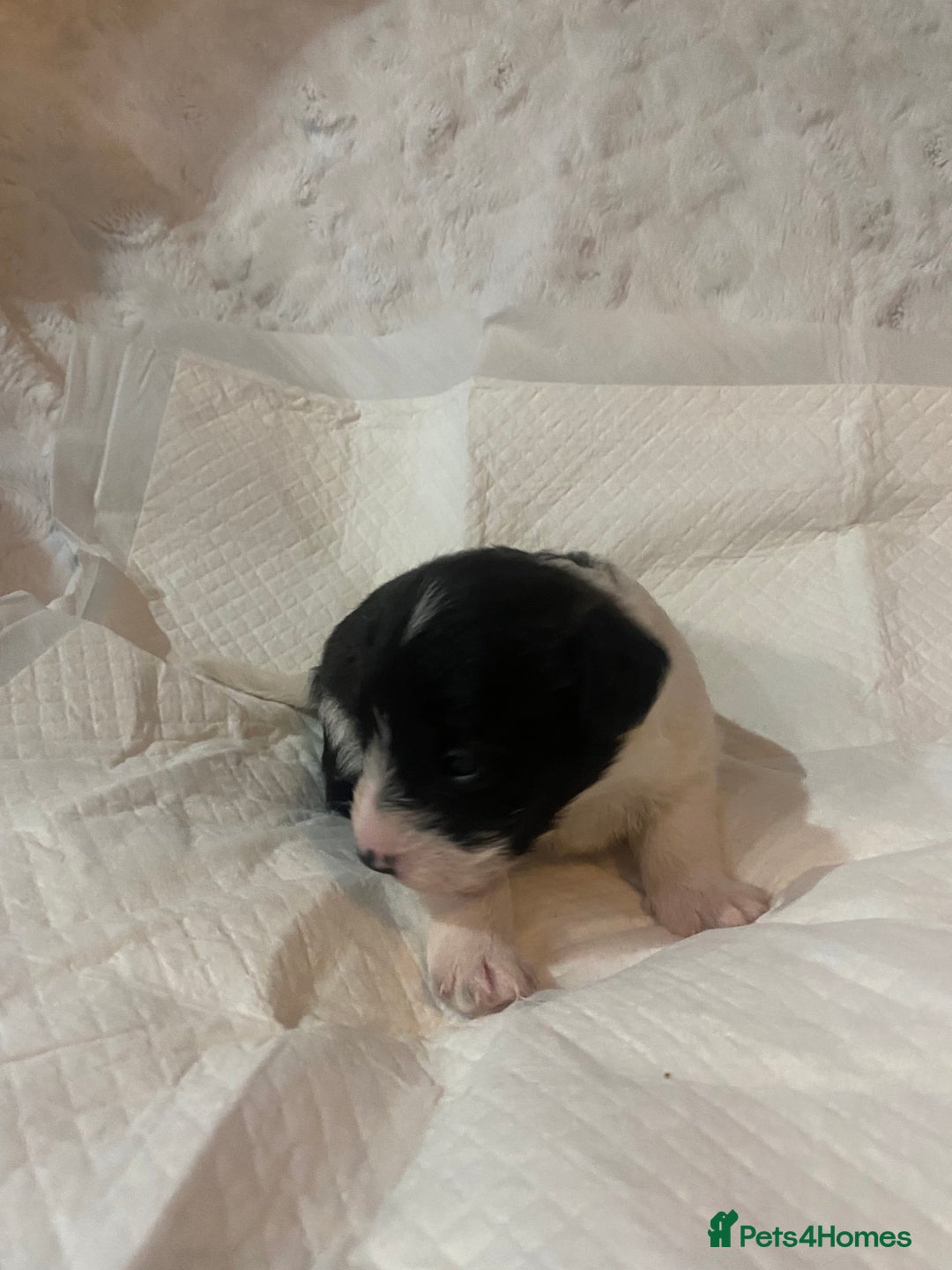 Jackapoo dogs for sale: Jackapoo puppies - Advert 6