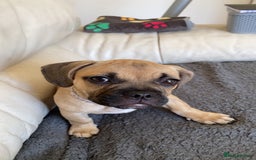 Mixed Breed dogs for sale: Frenchbulldog crossed pug and American bulldog  - Image 6