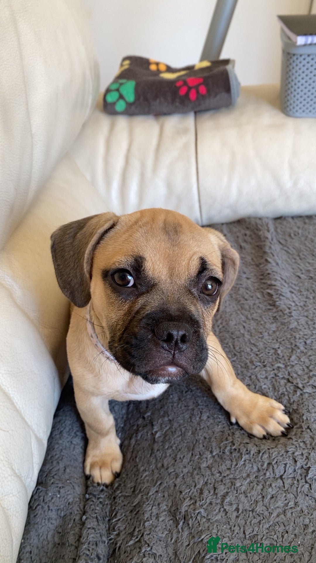 Mixed Breed dogs for sale: Frenchbulldog crossed pug and American bulldog  - Image 6