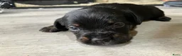 Mixed Breed dogs for sale: Frenchie Sproodles - Advert 6