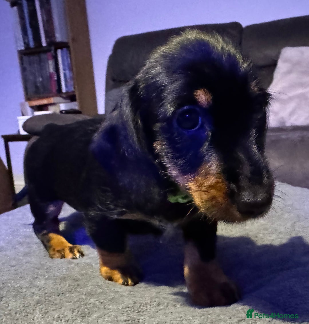 Dachshund dogs for sale: Gorgeous Standard wire haired & smooth Dachshunds - Advert 33