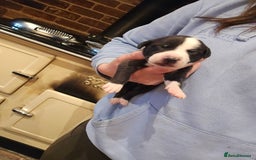 Whippet dogs for sale: Whippet litter - Image 9