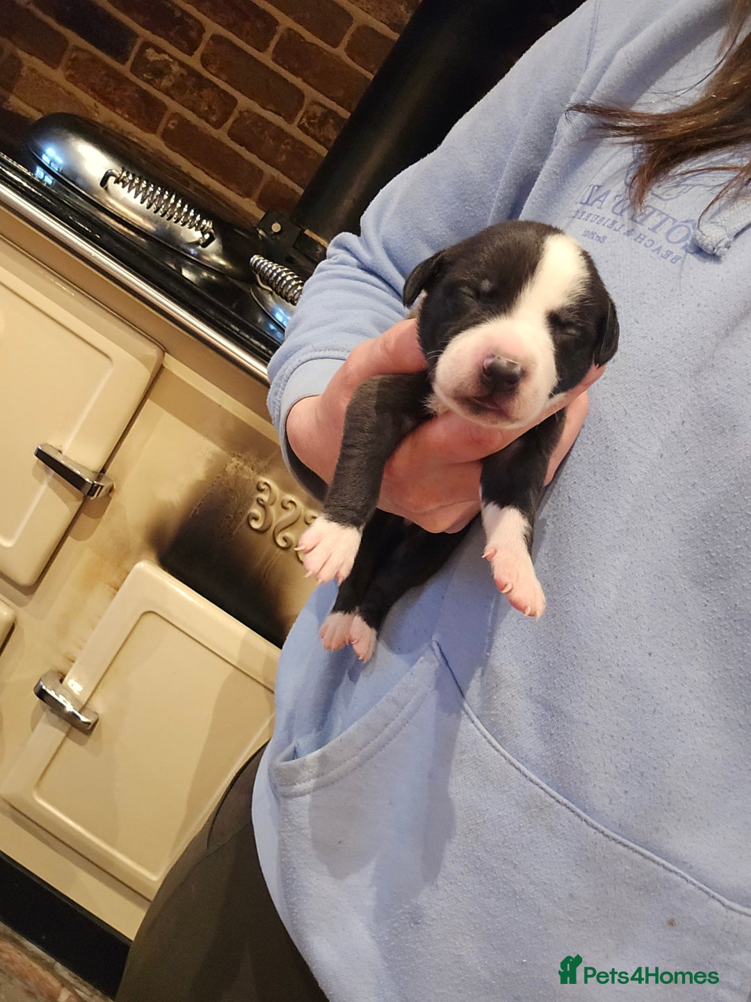 Whippet dogs for sale: Whippet litter - Image 9