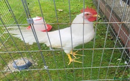 Chickens poultry for sale: Lomans male chicken  free to good home  - Image 3