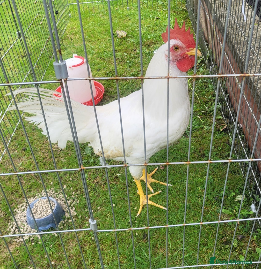 Chickens poultry for sale: Lomans male chicken  free to good home  - Image 3