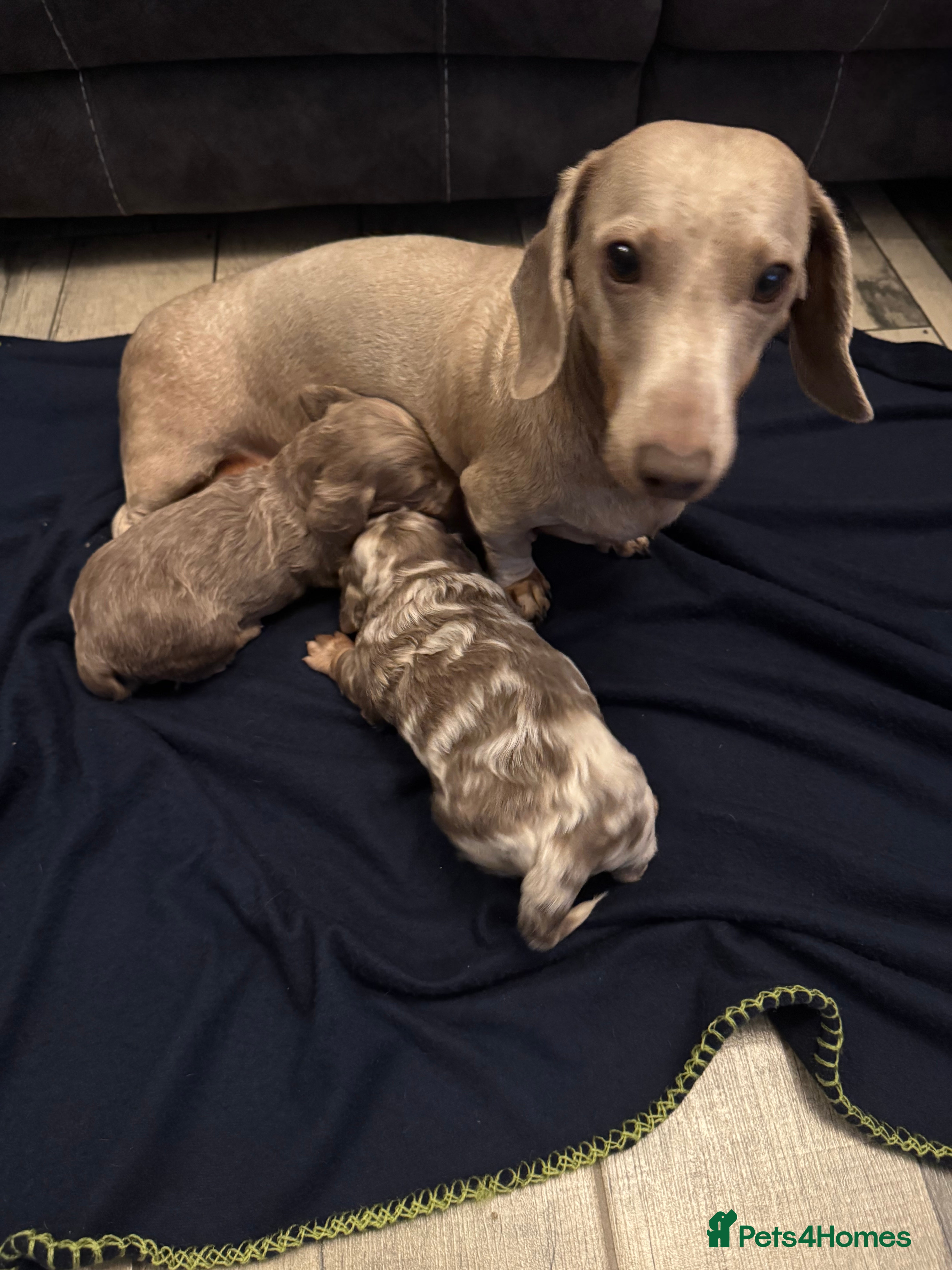 Miniature Dachshund dogs 2 minature dachshund puppies ready to be loved - Advert 1