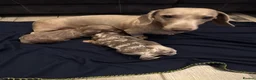 Miniature Dachshund dogs for sale: 2 minature dachshund puppies ready to be loved - Advert 1
