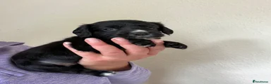 Cocker Spaniel 2
