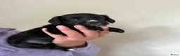 Cocker Spaniel dogs for sale: Working bred cocker spaniel pups  - Advert 8