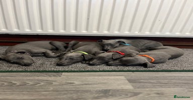 Whippet dogs - Advert 8