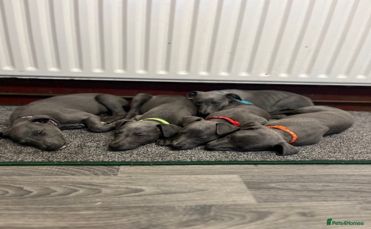 Whippet dogs - Advert 1