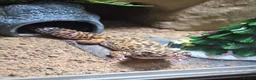 Leopard Gecko reptiles for sale: Male Leopard Gecko - Supergiant x Madarin Morphe in Bourne - Advert 4