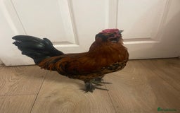 Chickens poultry for sale: Chickens for FREE - Image 1