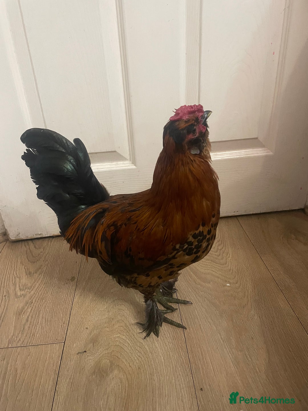 Chickens poultry for sale: Chickens for FREE - Image 1