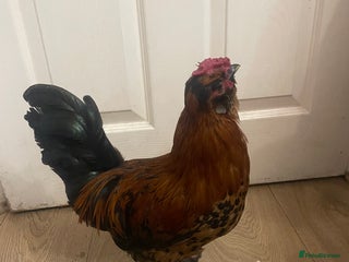 Chickens poultry - Advert 1