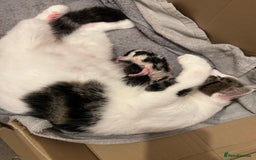 Mixed Breed cats for sale: Gorgeous Maine coone cross kittens! - Image 4