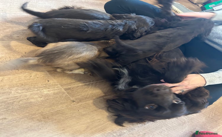 Cocker Spaniel dogs Cocker spaniel puppies - Advert 1