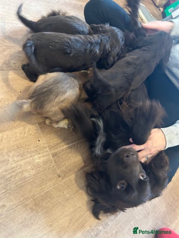 Cocker Spaniel dogs Cocker spaniel puppies - Advert 3