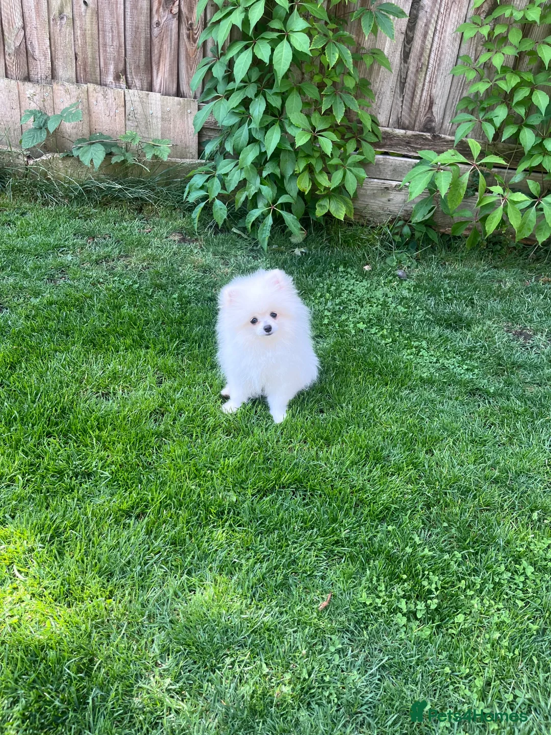 Pomeranian dogs for sale: Ice White🏆Russian Bloodlines 🐻‍❄️ - Advert 1