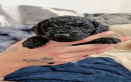 Cavapoo dogs for sale: Beautiful Cavapoo X toy poodle puppies  - Image 4