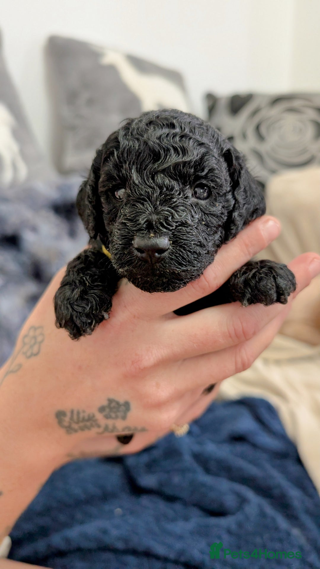 Cavapoo dogs for sale: Beautiful Cavapoo X toy poodle puppies  - Image 4