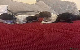 Cocker Spaniel dogs for sale: Gorgeous cocker spaniel puppies  - Image 2
