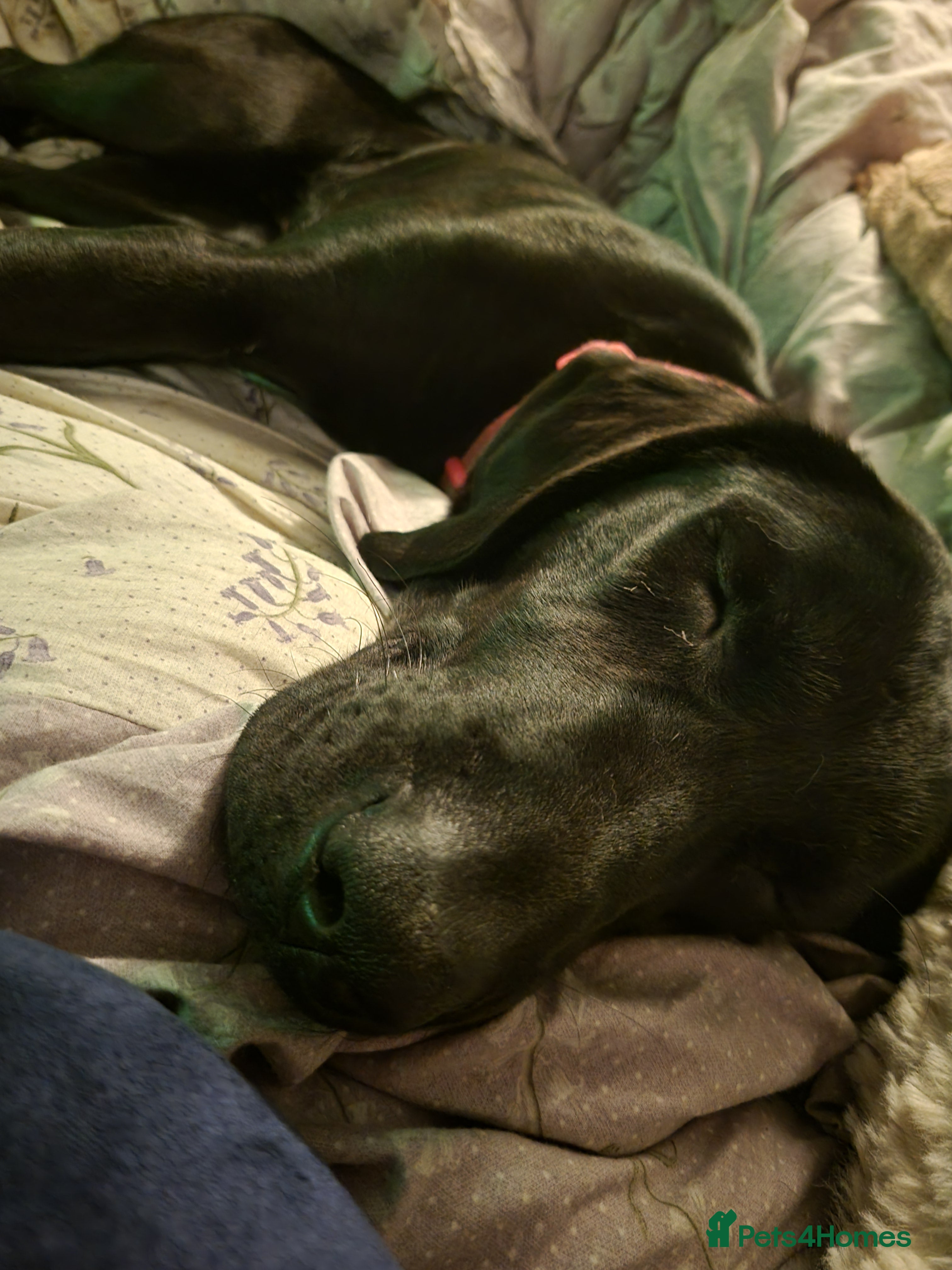 Mixed Breed dogs 10 month old black lab pup  - Advert 2