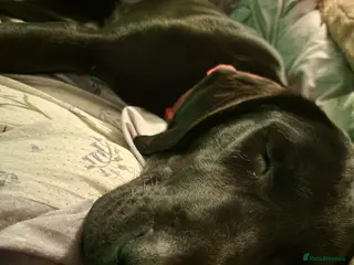 Mixed Breed dogs 10 month old black lab pup - Advert 13