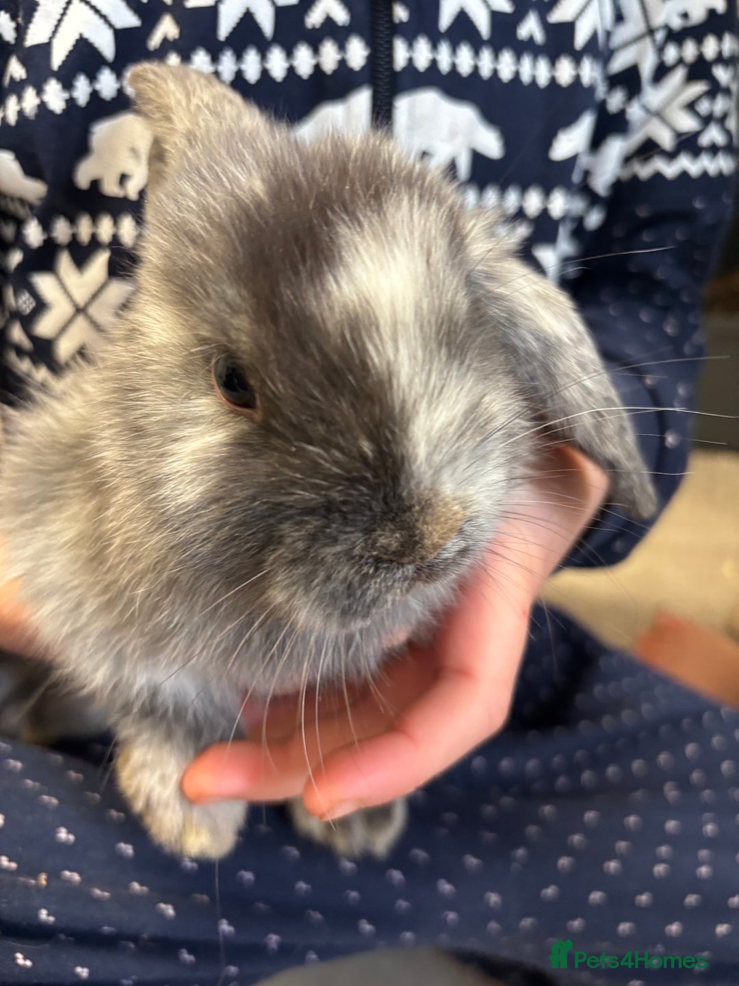 Dwarf Lop rabbits for sale: Dwarf lop boy. And girl.  - Advert 1