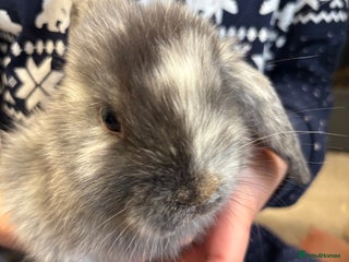 Dwarf Lop rabbits Dwarf lop boy. And girl. - Advert 1