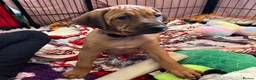 Rhodesian Ridgeback dogs for sale: Exceptionally Health Tested KC Ridgeback Puppies - Advert 3