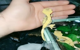 Gecko reptiles for sale: Crested  - Image 10
