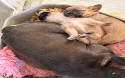 Mixed Breed dogs for sale: 3 gorgeous pups ready now - Image 15