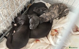 Whippet dogs for sale: KC Whippet Puppies - Image 5